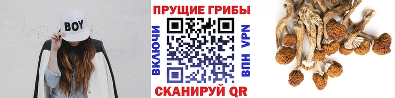 Псилоцибиновые грибы Magic Shrooms  магазин    Карачаевск 
